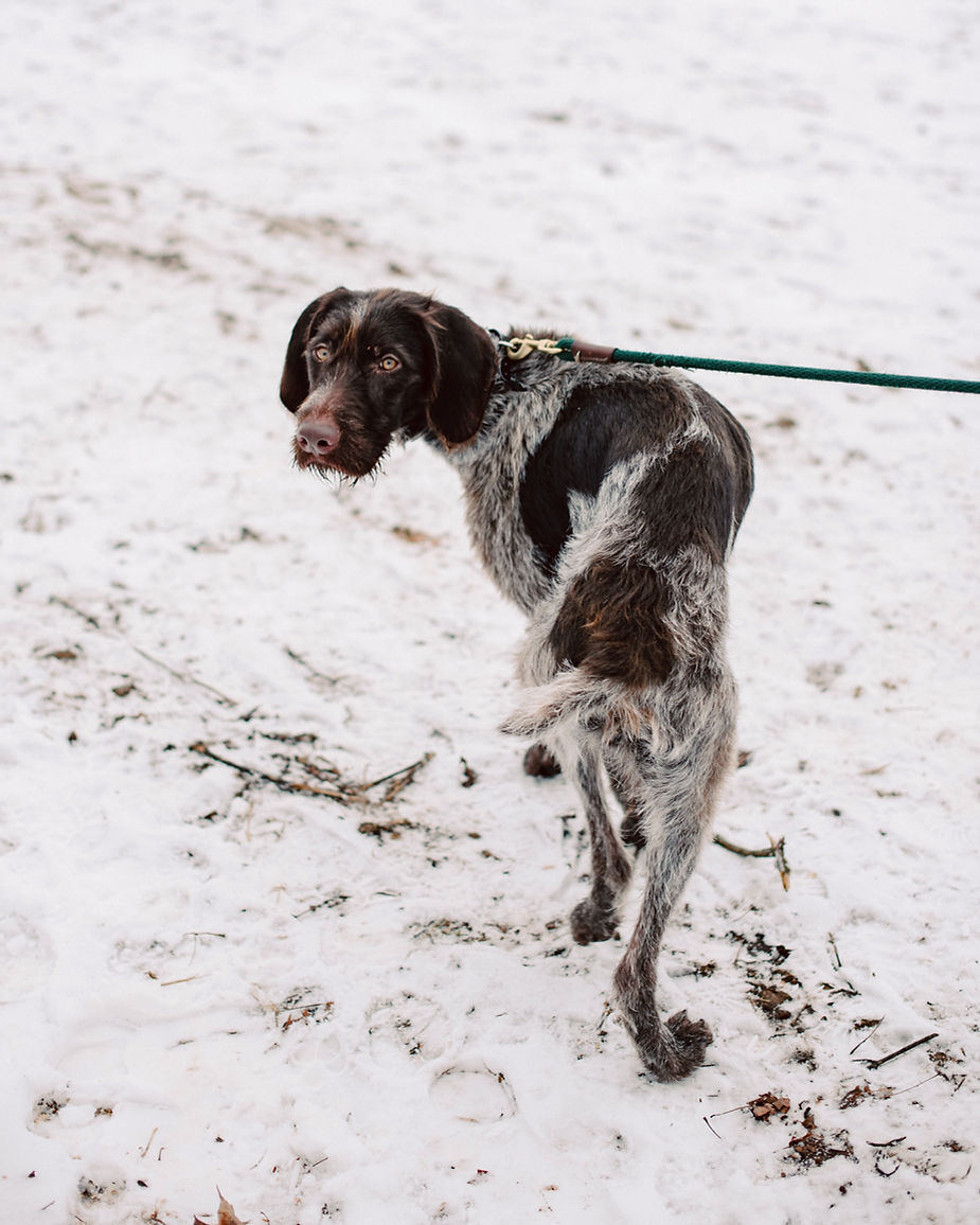 A dog in the snow at a winter wedding.